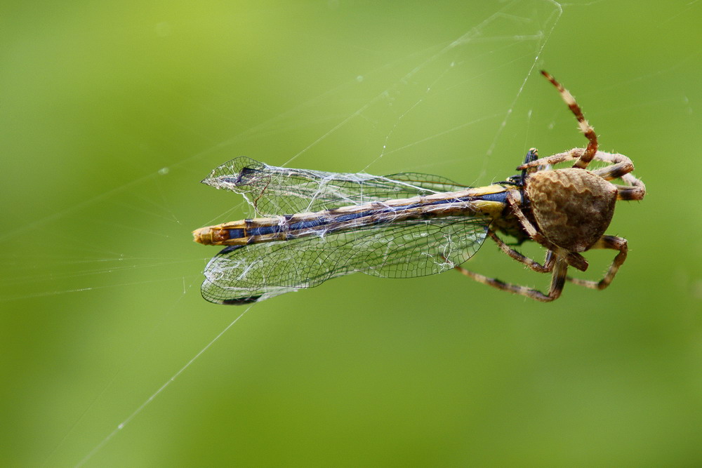Libellula per pranzo
