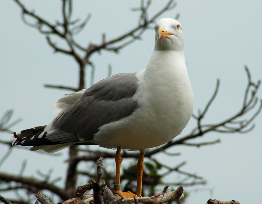 In posa per me- Gabbiano a Miramare