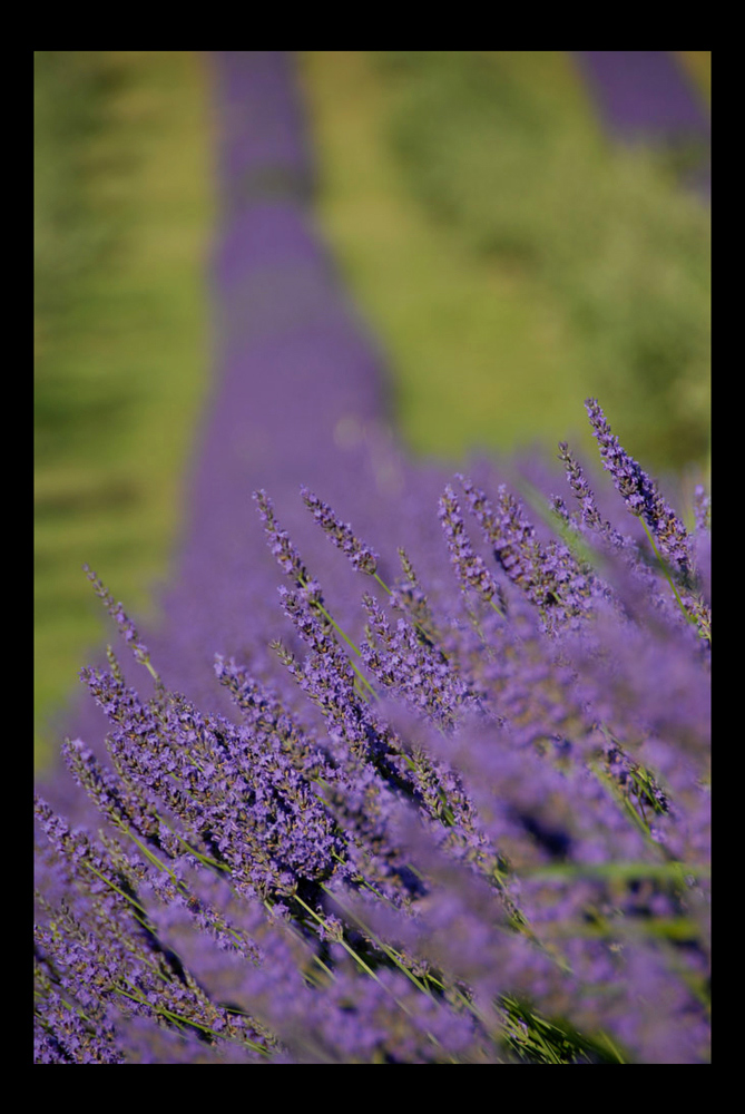 Lavanda 2