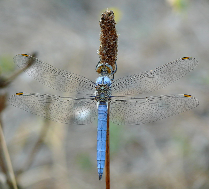 Libellula azzurra in kit di montaggio