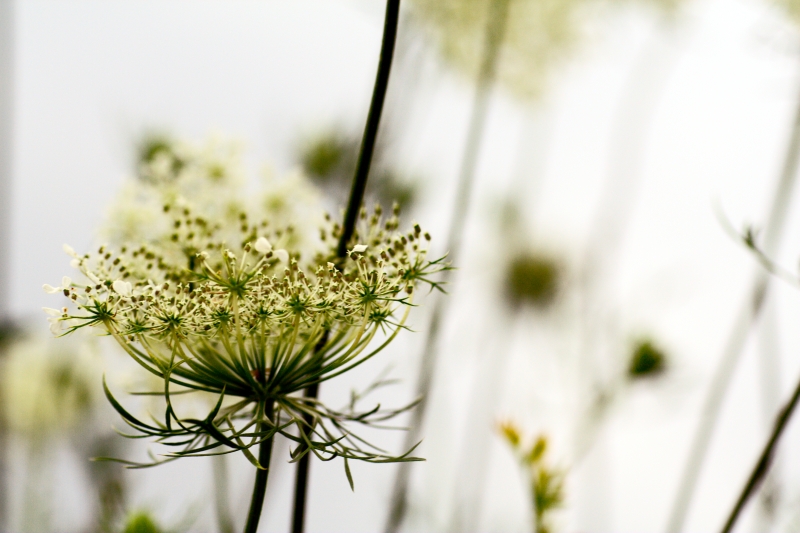 Da Grande Voglio Essere Come Lui