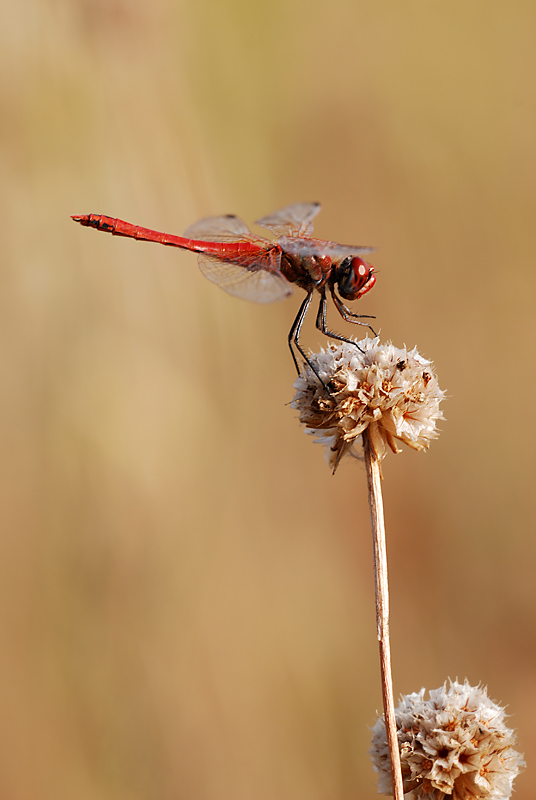 Finalmente la rossa!