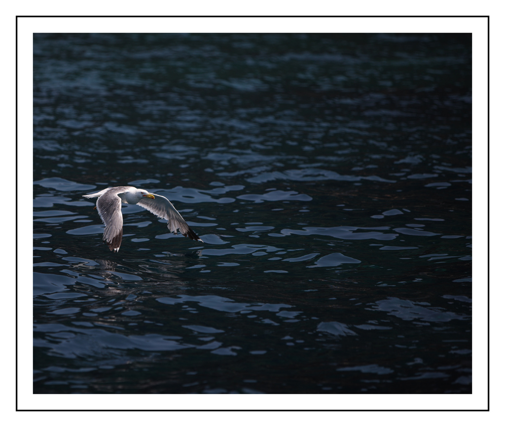gabbiano a pelo d'acqua
