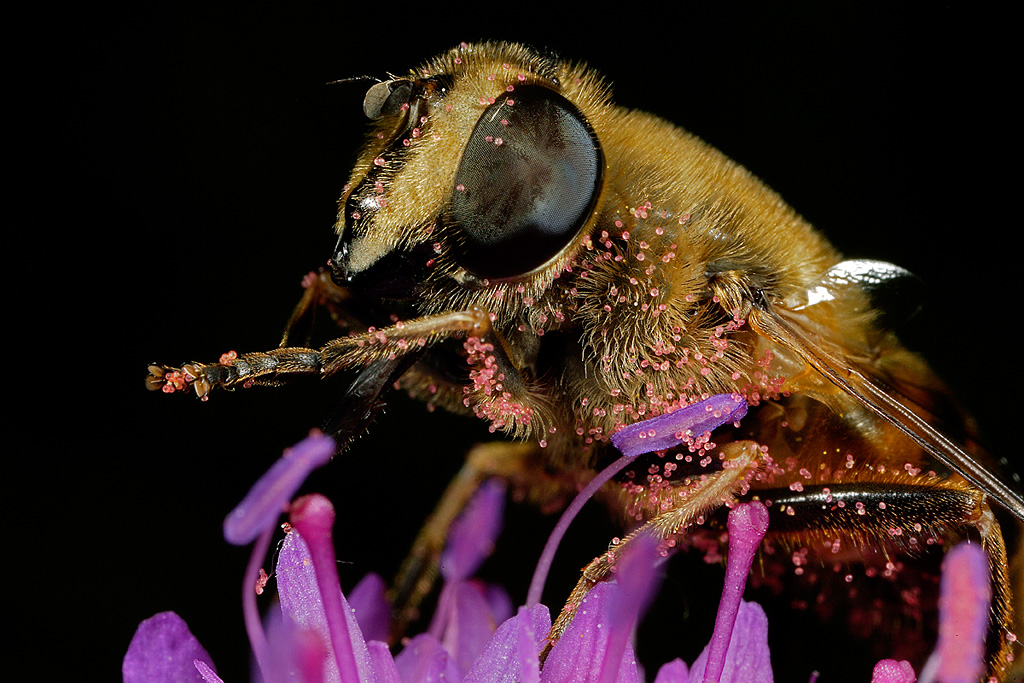 Impollinata