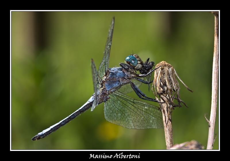 Il delizioso spuntino delle 10!