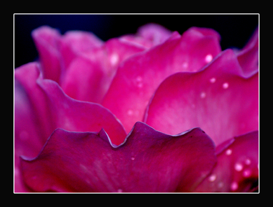 Semplicemente petali rosa .....