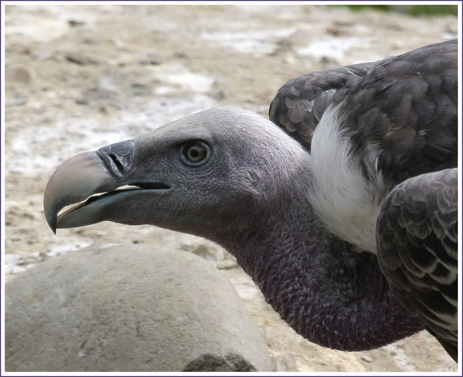 mamma mia che brutto