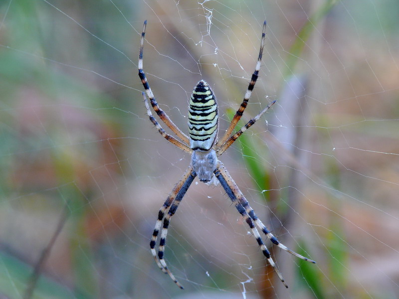 Argiope bruennichi