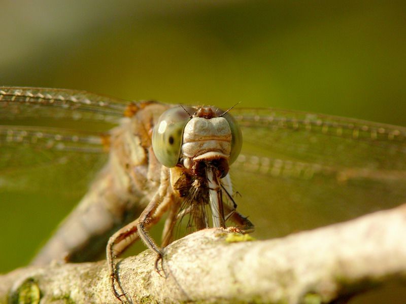 Libellula che mangia damigella