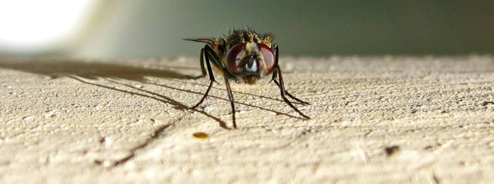 fastidioso mostriciattolo volante