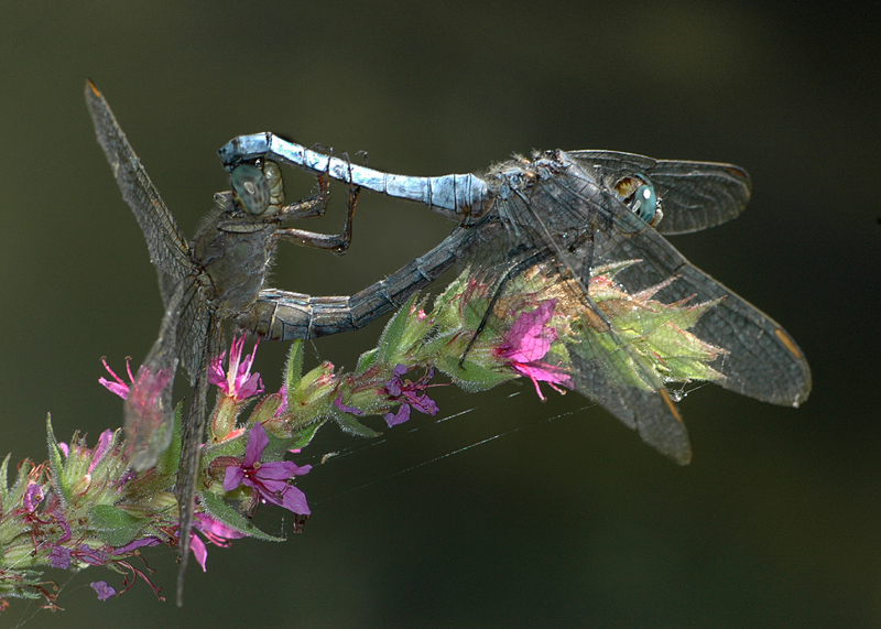 La carrozza dell'amore