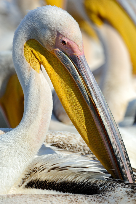 Ritratto di Pellicano