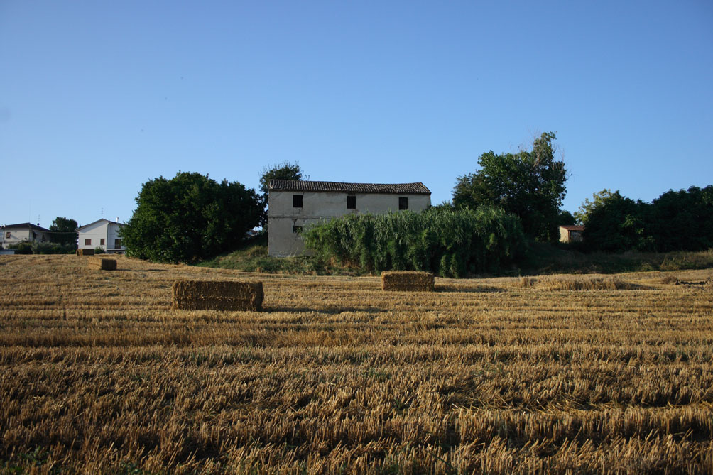 campo di grano