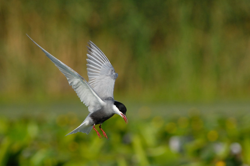 Mignattino piombato 2