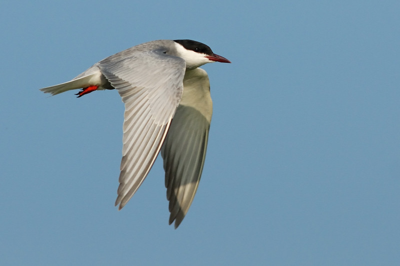 Mignattino piombato 3