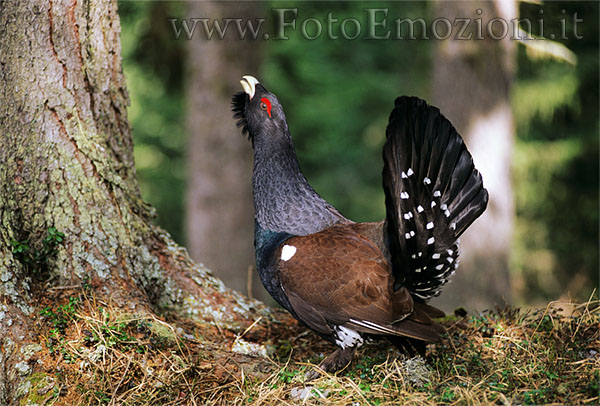 Gallo Cedrone - Un vecchio amico