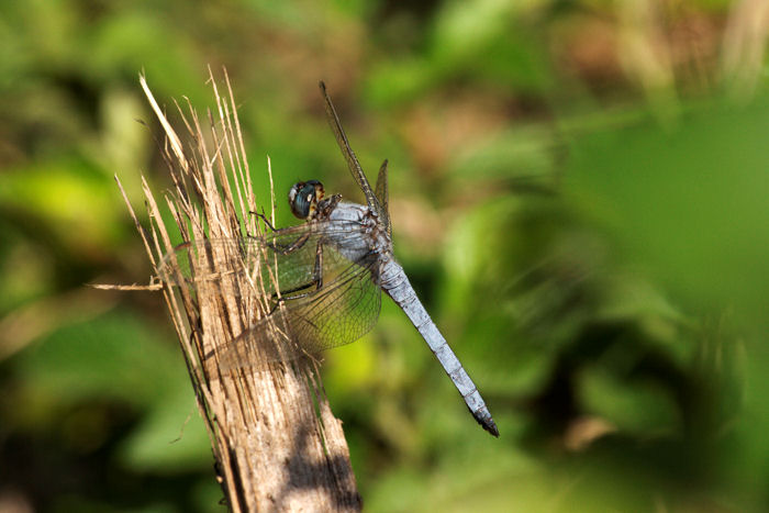 Libellula