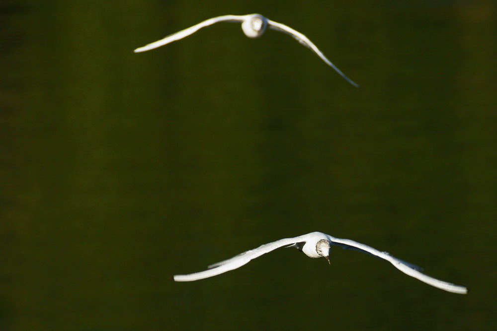 Volo a due