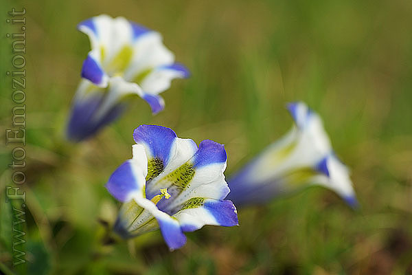 Genziana Stiata di Bianco Albino