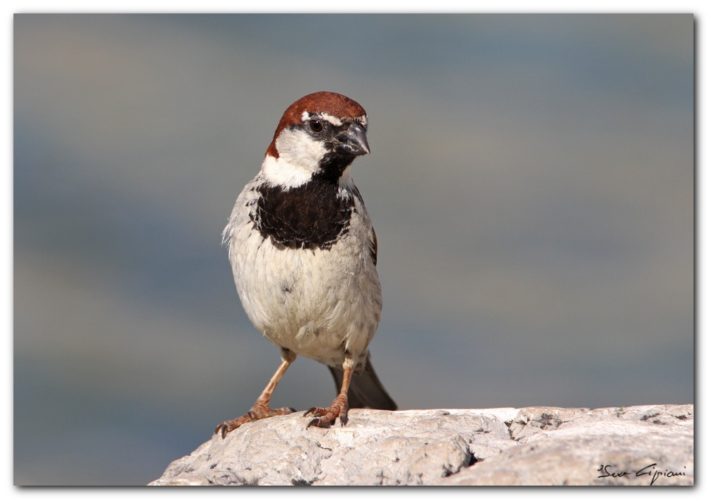 Passero d'Italia maschio.