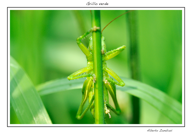 Grillo verde