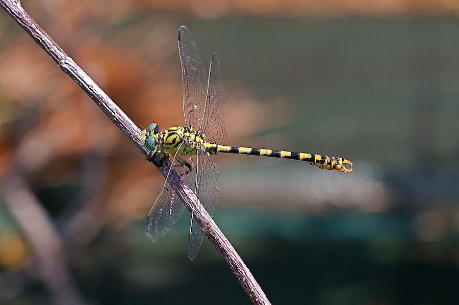 Onychogomphus forcipatus