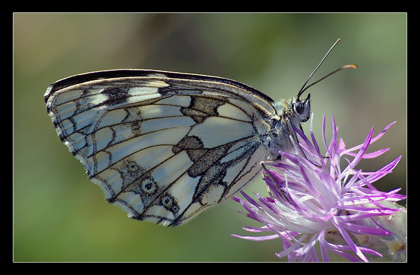 Melanargia Galathea
