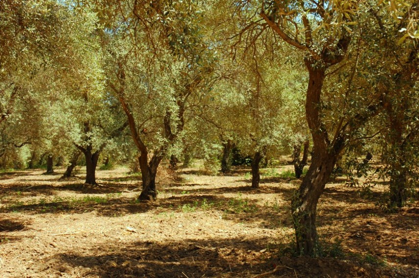 Uliveto assolato