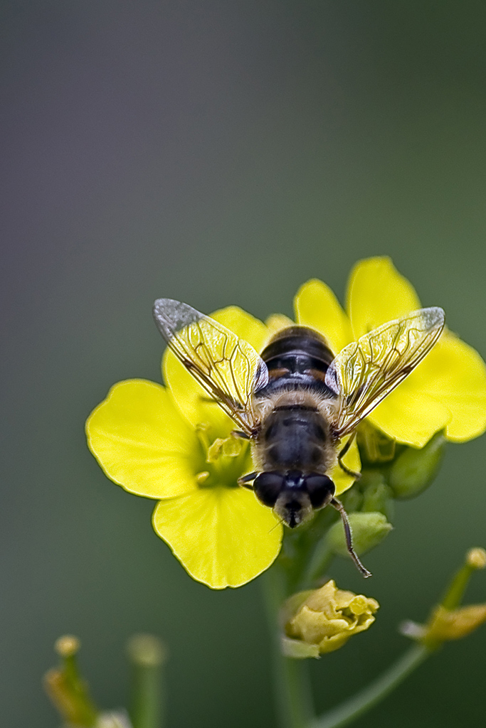 scendo o non scendo?