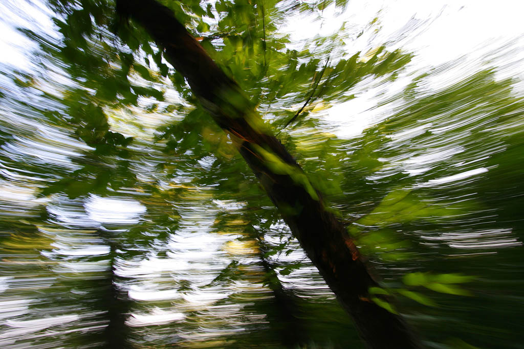 nel bosco secondo...me