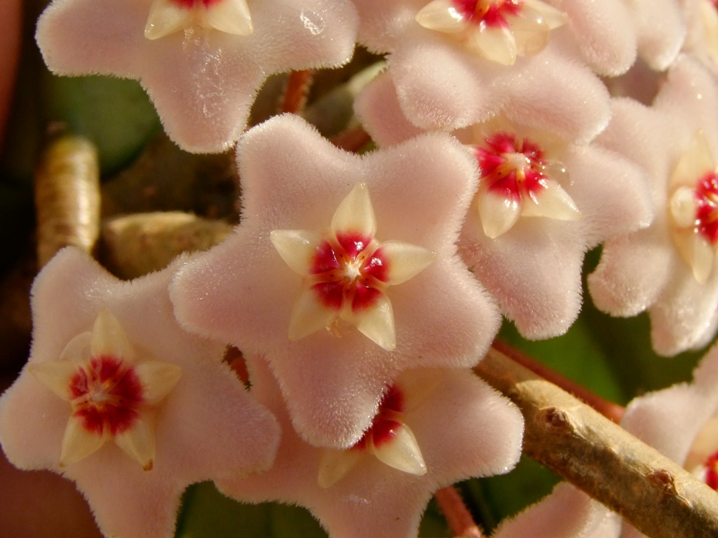 Fiori... come di spugna