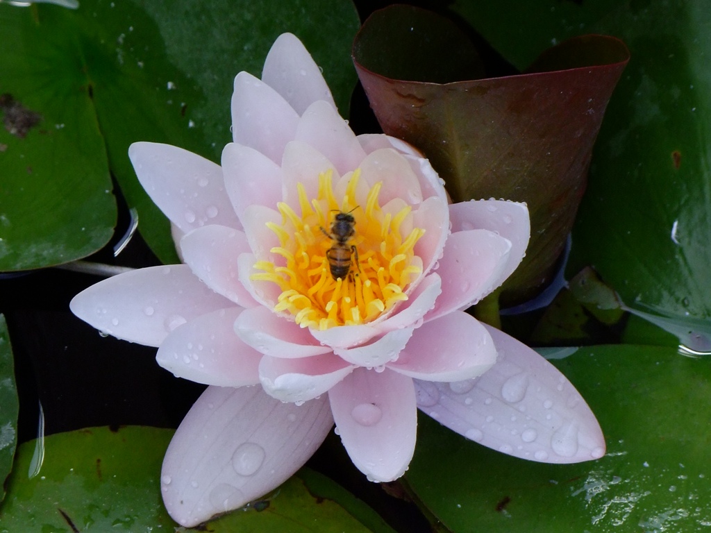 Ape nella ninfea