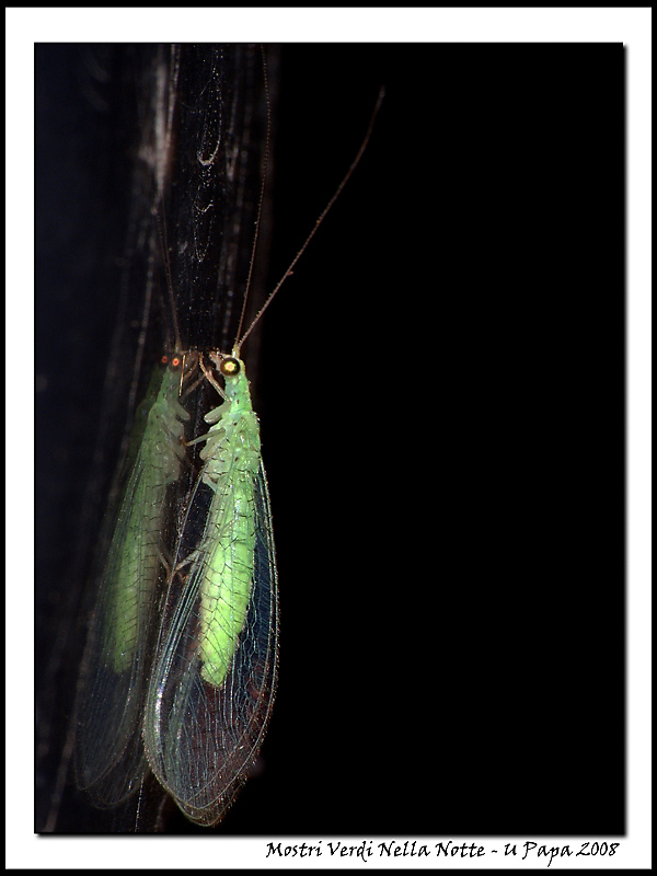 Mostri Verdi Nella Notte