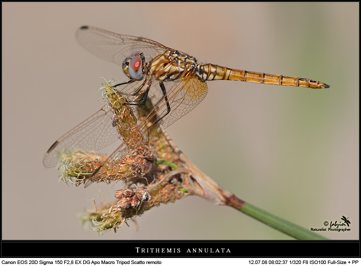 Trithemis annulata - Maschio Immaturo