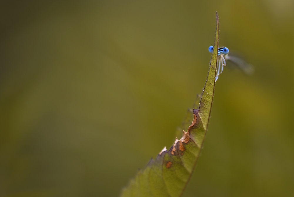Oh-oh! Tu dici che mi ha visto?