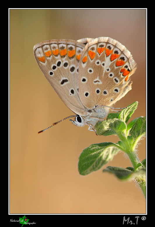 Piccolo...grande...licenide