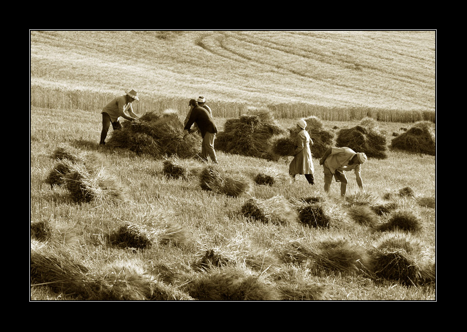 Mietitura tradizionale