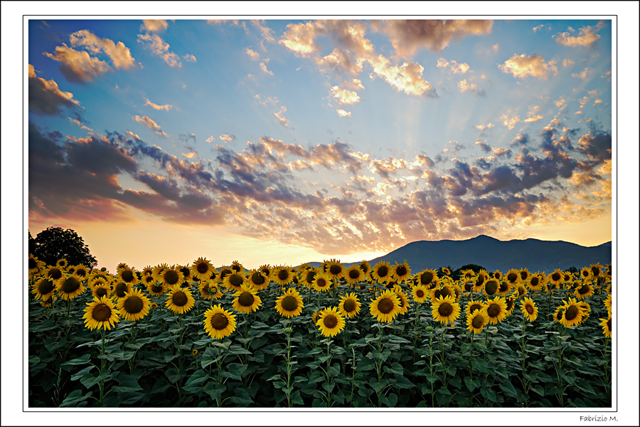Girasoli al tramonto (del giorno dopo)