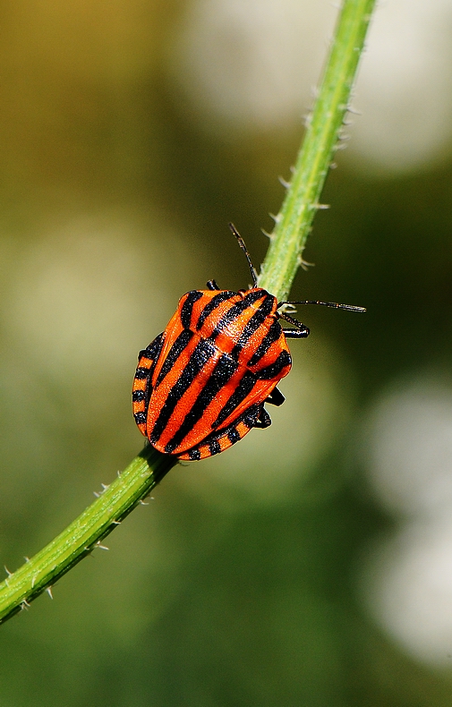 il nuovo giocatore del milan "cimicigno"