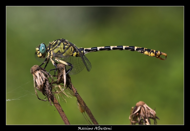 Mi trovi fotogenico?