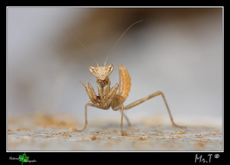 ....Hannibal in miniatura e il suo sashimi....