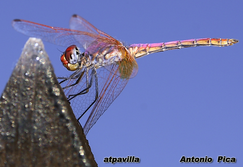 Libellula Artica