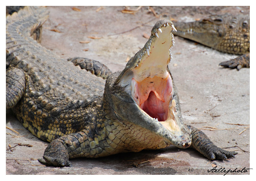 Il coccodrillo come fa??