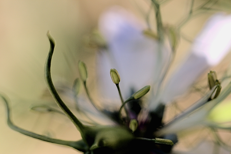 Creature Dallo Spazio Profondo