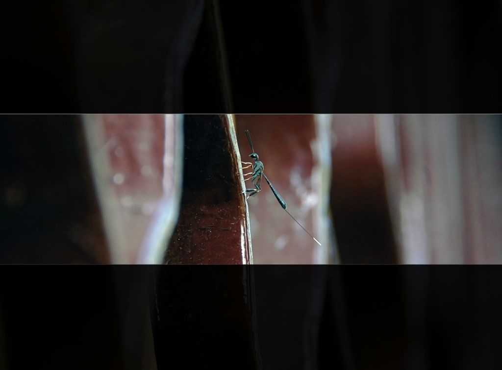 Gasteruption jaculator MA CHE NOME