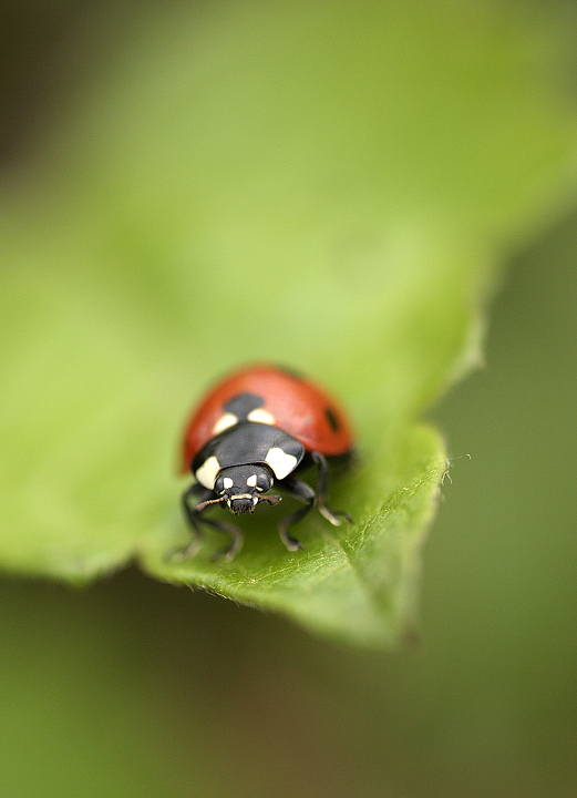 Uscendo dalla nebbia