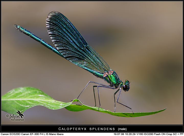 Splendens... la solita!