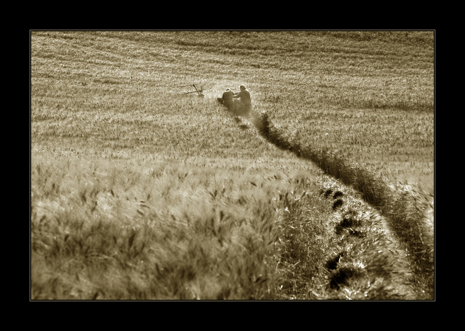 Mietitura tradizionale