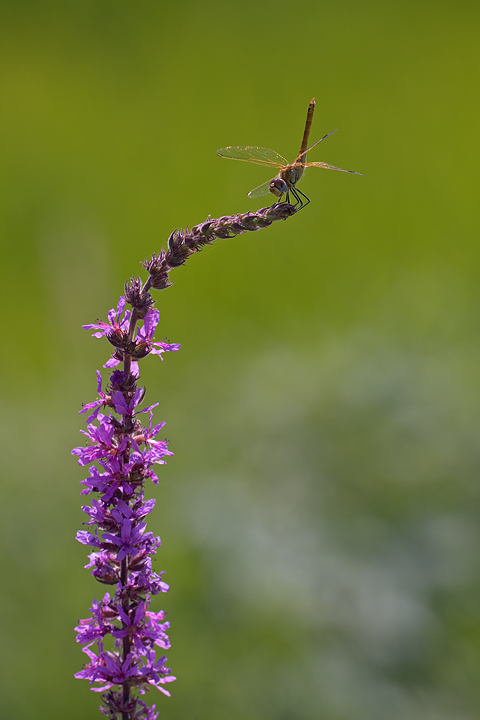 Molto rigore per nulla