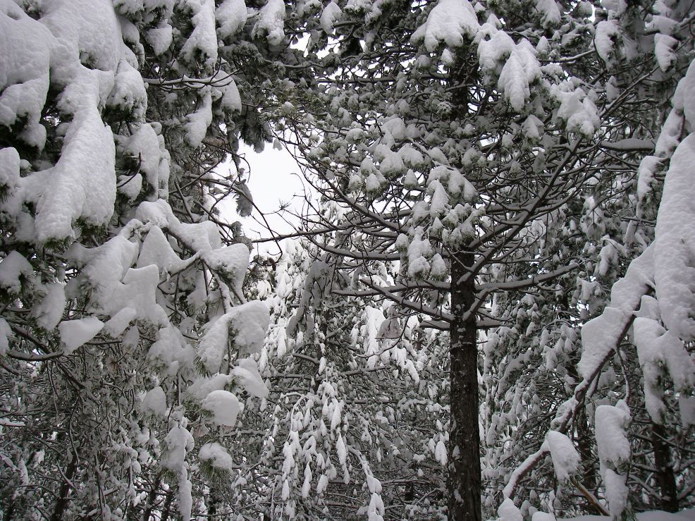 alberi innevati